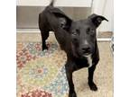 Adopt Lilac a Labrador Retriever