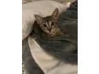 Adopt Pasta Salad a Domestic Short Hair