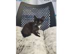 Adopt Windex a Domestic Short Hair