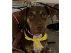 Adopt Sena a Mixed Breed
