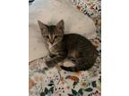 Adopt Baked Beans a Domestic Short Hair
