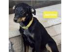Adopt Jasmine a Mixed Breed