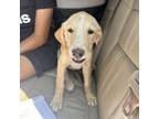 Adopt Beatrice a Mixed Breed