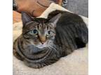 Adopt Iris a Domestic Short Hair