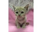 Adopt Munchkin a Domestic Short Hair