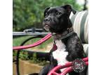 Adopt Nash a American Staffordshire Terrier