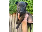 Adopt Mika a Belgian Shepherd / Malinois