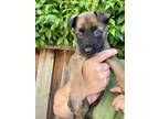 Adopt Marcia a Belgian Shepherd / Malinois, German Shepherd Dog