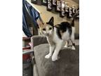 Adopt Sif a Calico