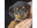 Adopt Alina a Rottweiler