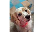 Adopt Blossom a Cocker Spaniel, Mixed Breed