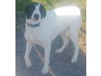 Adopt Lily a Labrador Retriever, Border Collie