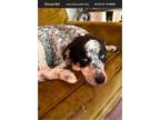 Adopt Blues a Australian Cattle Dog / Blue Heeler
