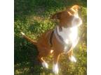 Adopt Joy a American Staffordshire Terrier