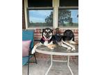 Adopt Girlie a Australian Cattle Dog / Blue Heeler, Rat Terrier