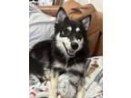 Adopt Bubbles a Pomeranian, Husky