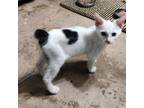 Adopt Countess a Domestic Short Hair