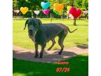 Adopt Luna a Great Dane