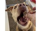 Adopt Dayloni a Pit Bull Terrier