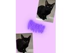 Adopt Pepper a Domestic Short Hair