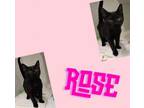 Adopt Rose a Domestic Short Hair