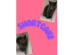 Adopt Shortcake a Domestic Short Hair