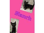 Adopt Blanch a Domestic Short Hair