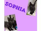 Adopt Sophia a Domestic Short Hair