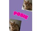 Adopt Posie a Domestic Short Hair