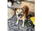 Adopt Tasha a Chow Chow