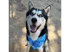 Adopt Gumbo a Husky