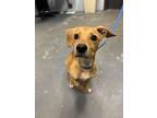 Adopt Benny a Mixed Breed