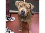Adopt Bailey a Pit Bull Terrier