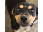 Adopt Forrest a Rottweiler