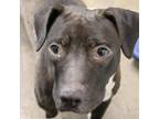 Adopt High Five a Retriever, Terrier
