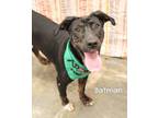 Adopt Batman a Hound