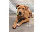 Adopt Ajax a Labrador Retriever