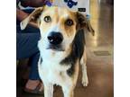 Adopt ROSCOE a German Shepherd Dog, Smooth Collie