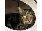 Adopt DONTE a Domestic Medium Hair, Domestic Short Hair