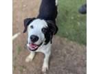 Adopt Owen a Black Labrador Retriever