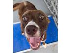 Adopt Shire a Catahoula Leopard Dog