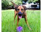 Adopt Trooper a Rhodesian Ridgeback, Labrador Retriever