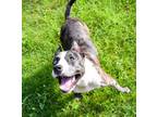 Adopt Julien a Pit Bull Terrier