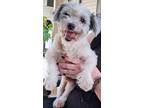 Adopt Groot a Pomeranian, Poodle