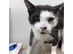 Adopt Thomas a Domestic Medium Hair