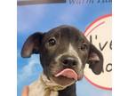 Adopt Oreo a Labrador Retriever, Hound