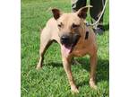 Adopt Snoopie Doopie a Labrador Retriever