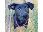 Adopt Benson a Labrador Retriever