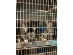 Adopt ET a Domestic Medium Hair