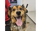 Adopt Butch a Shepherd